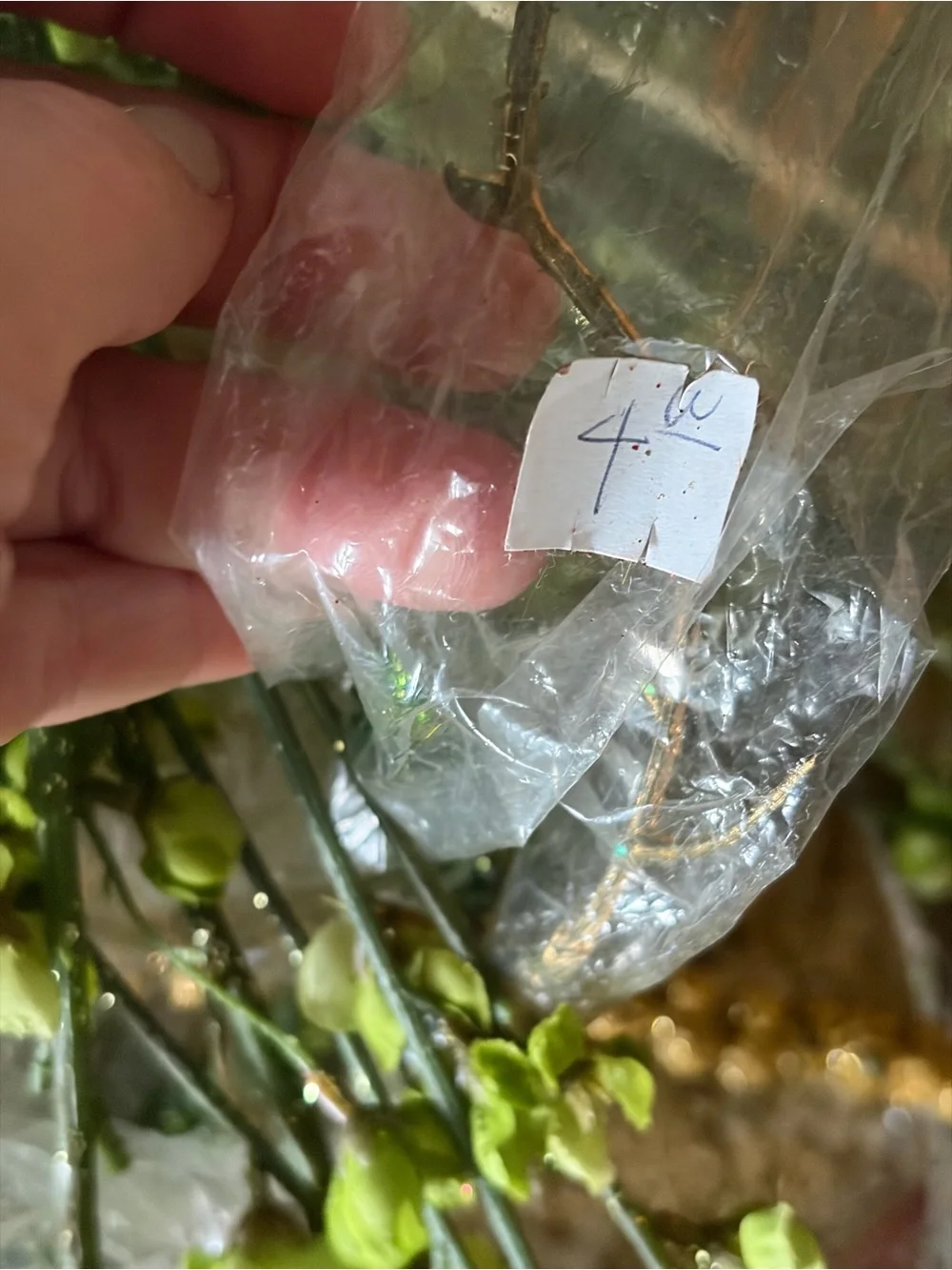 Over 30 stems. Mostly green - some red and gold NWT